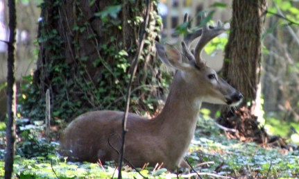 Young buck at home 2017 (17)