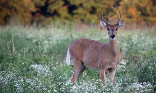 Young buck in Illinois