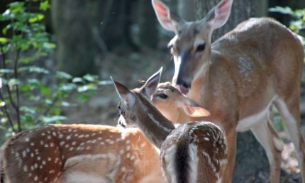 Young deer at home 2017 (14)