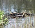 ~St A turtle